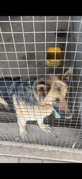 Овчарка ВЕО девочка