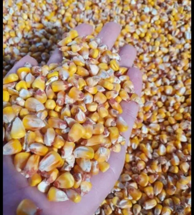 Porumb graunte boabe