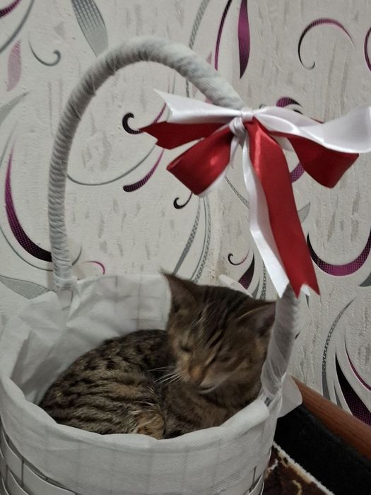 Отдадим в хорошие и добрые ручки