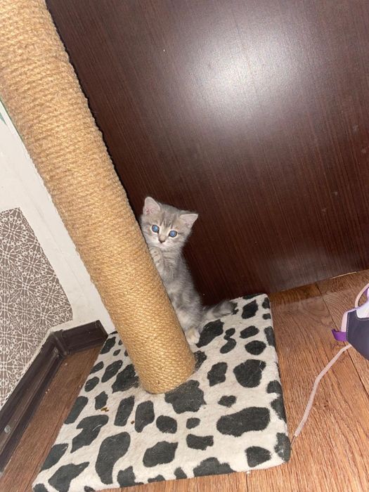 Продам котят породистых