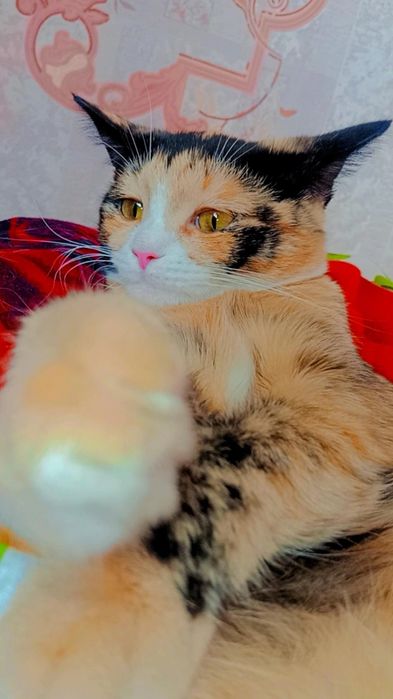 Хэппи ищет дом. Ответственные руки.