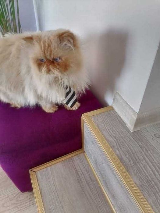 Персийски (хималайски )котенца!