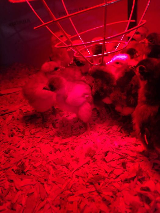 Ouă pentru incubat Gat Golas De Transilvania