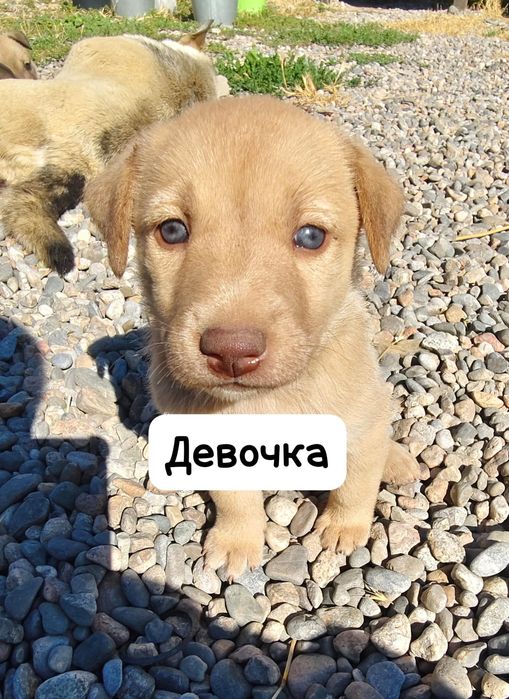 Отдам в хорошие руки