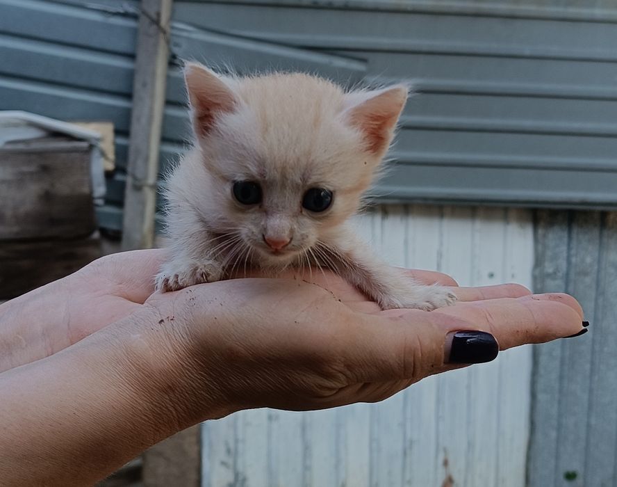 Отдам котят бесплатно