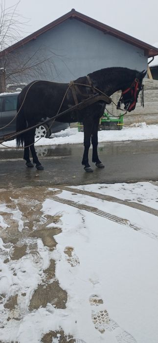 Vând cârlan metis de frizian!