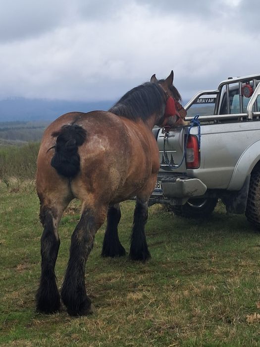 Vând iapa gestantă