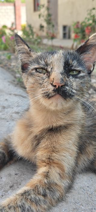 Кошка в доброе руки