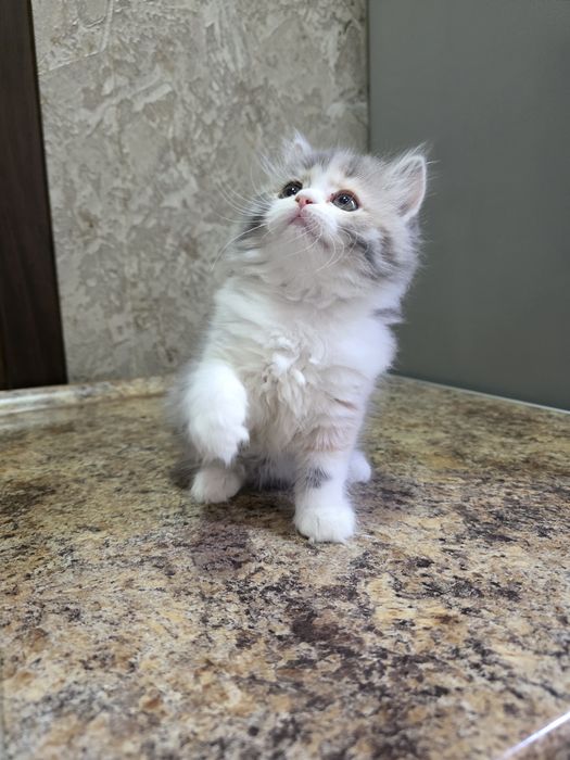 Продаётся котёнок хайленд две девочки и мальчик
