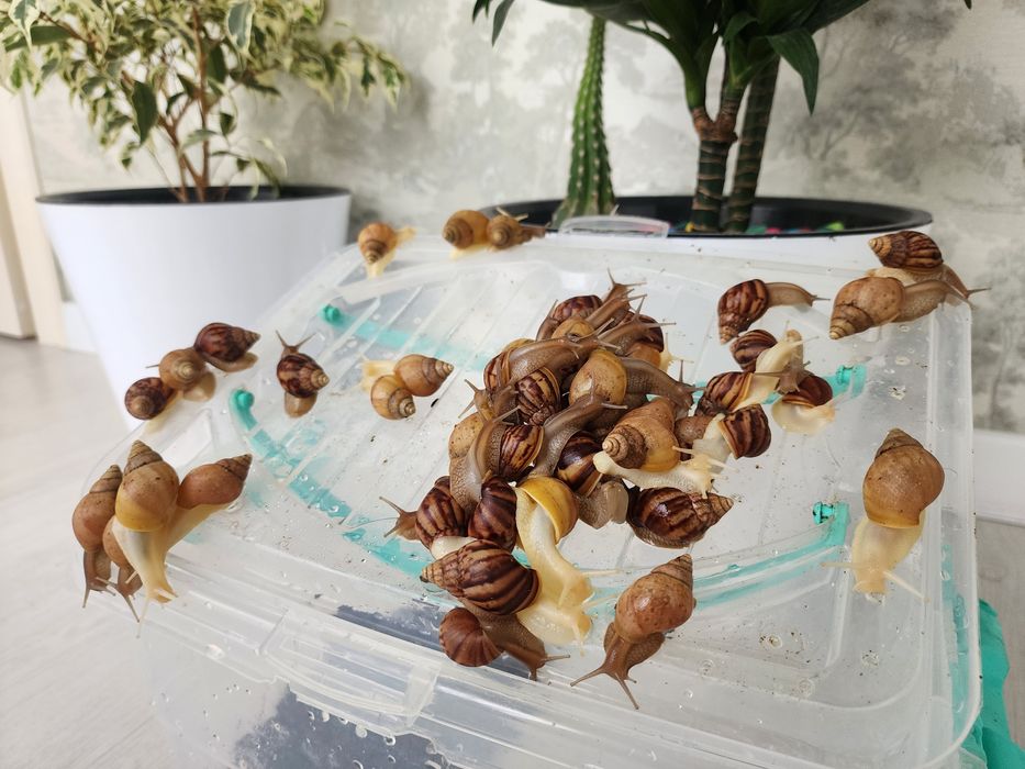 Продаются Улитки Здоровые и очень активные!!!