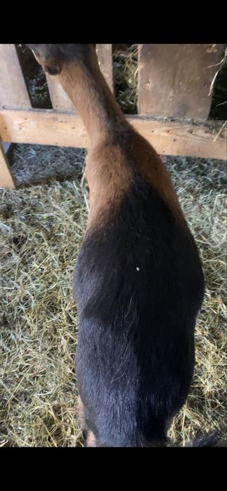 Capra tanara, metis de Alpine Francez