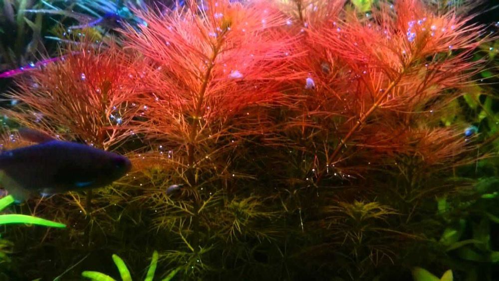 Перистолистник Рорайма