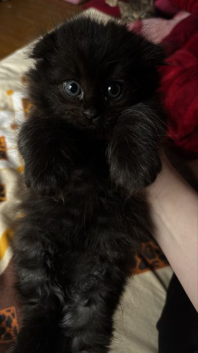 Scottish fold hayland va scottish strayt