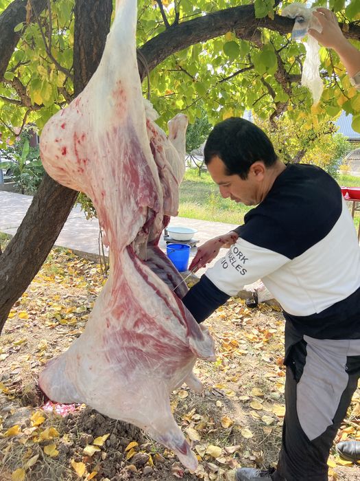 Тирик қўй, қассоб, тирик вазнига