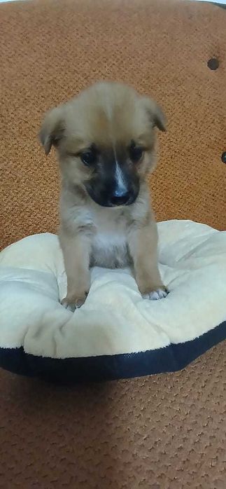 отдам щенка  в хорошие руки