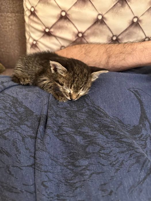 Отдаются котята в добрые руки