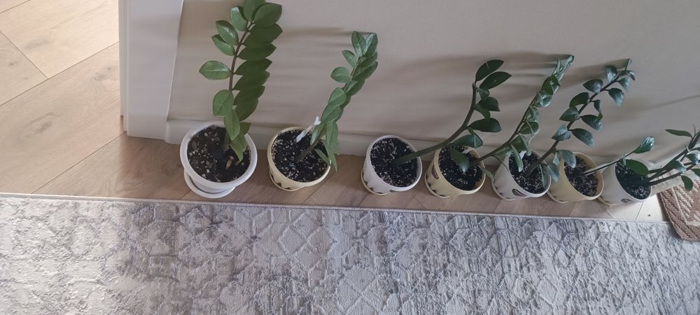 Цветы комнатные замиакулькас
