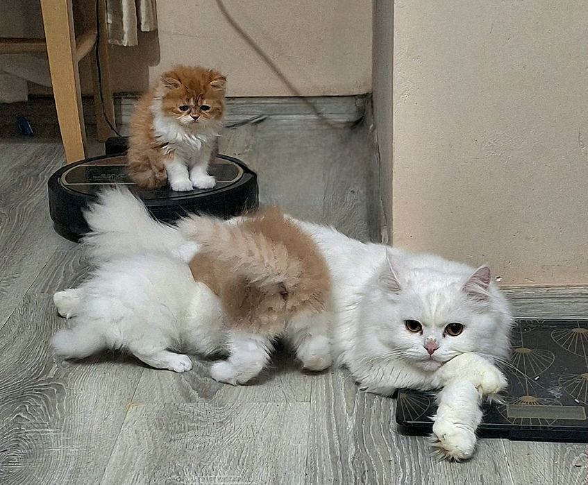 Ангорско  мъжко коте