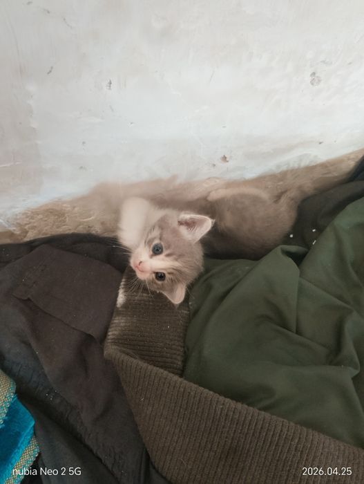 Котята даром или (тигры)