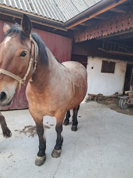 Cal (iapă) de 7 ani