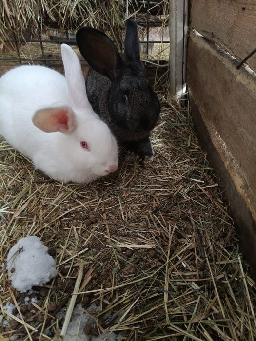 Продам кроликов .
