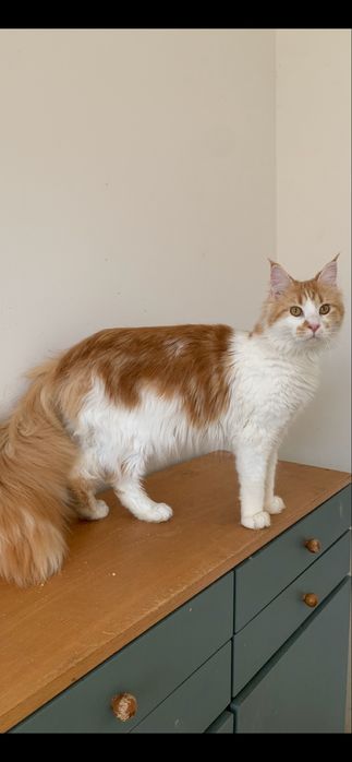 Девочка мейнкун с родословной