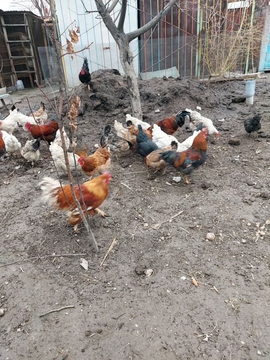 Продам Индуков кур несушки