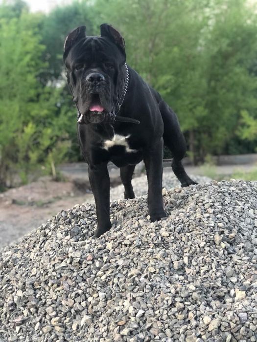 Щенки кане корсо