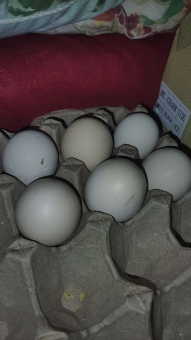 Инкубационные яйца бойцовой породы шамо микс