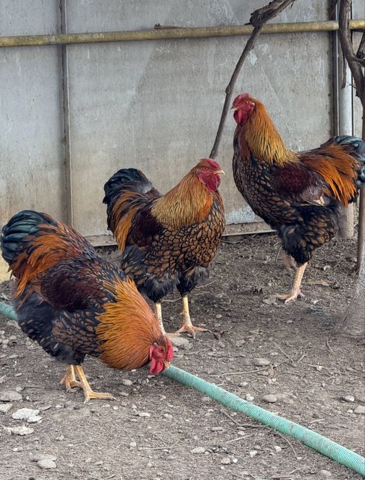 Vand 2 cocoși rasa Wyandotte GSG