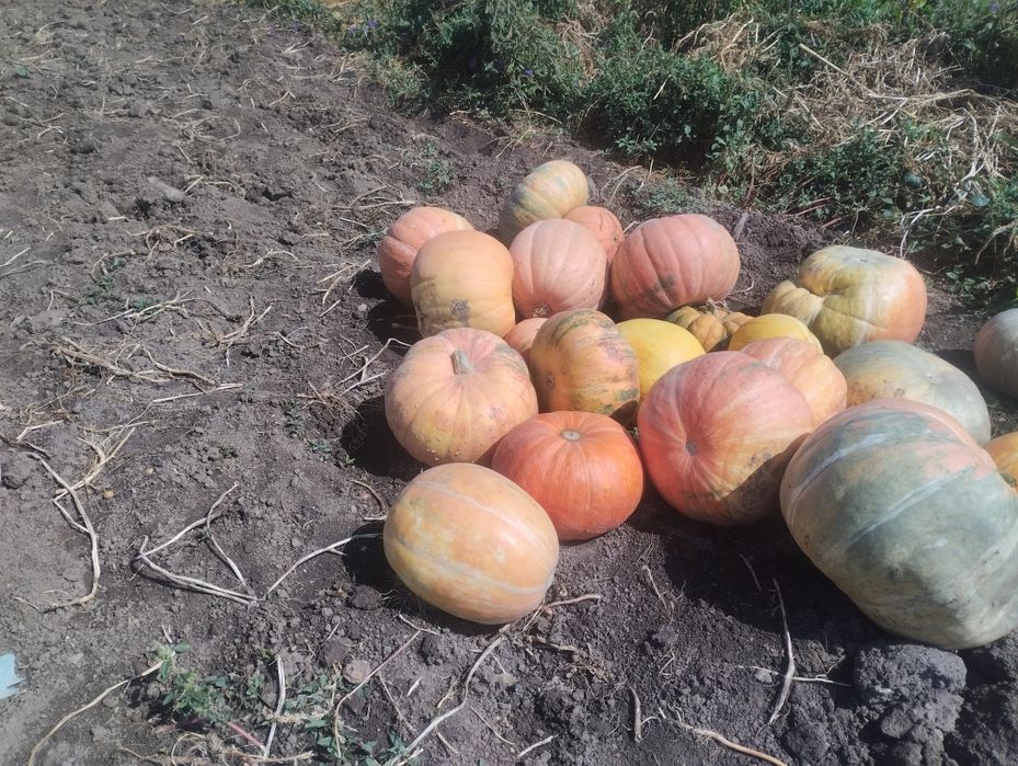 Продам кормовую тыкву