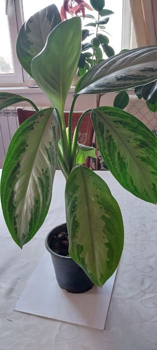 Комнатные растения