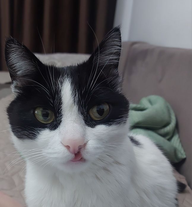 Ищем дом очень доброму и ласковому котику