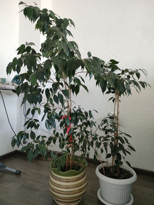 Комнатные цветы для офиса