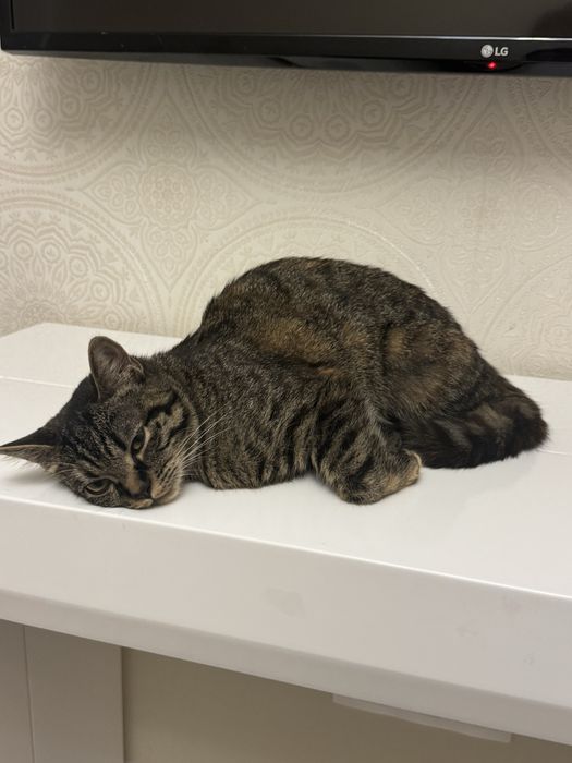 Кошка 10 месяцев