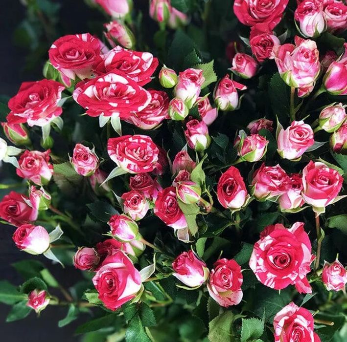 Подарок на 8 марта