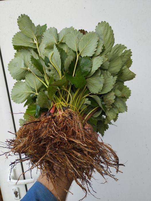 Разсад ягоди,перфектно качество