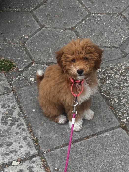 Голдън дудъл / Goldendoodle 3месечна