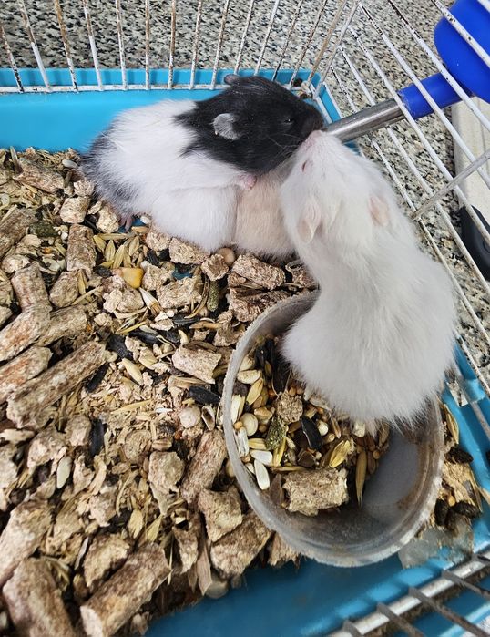 Продам Сирийский хомяк