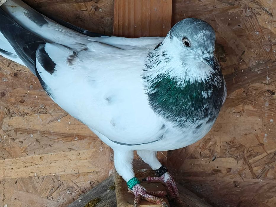 Porumbei Berzați de Budapesta