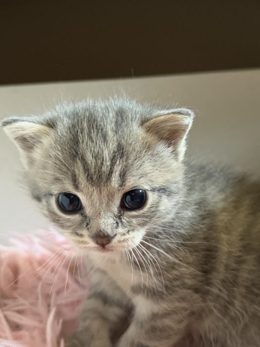 Продам котеночка, только в добрые руки