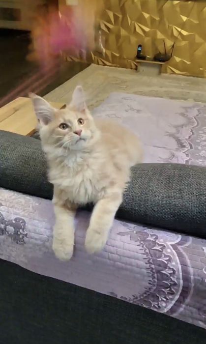 Продается котенок Мейн -кун