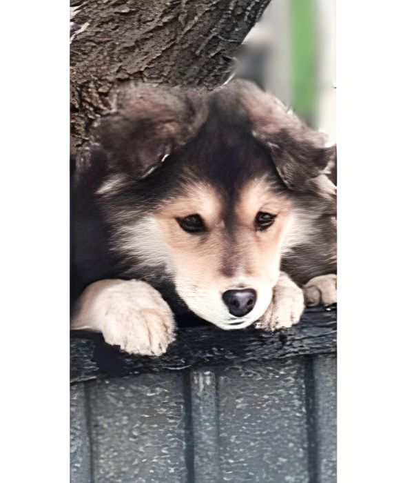 Красивые умные щенки