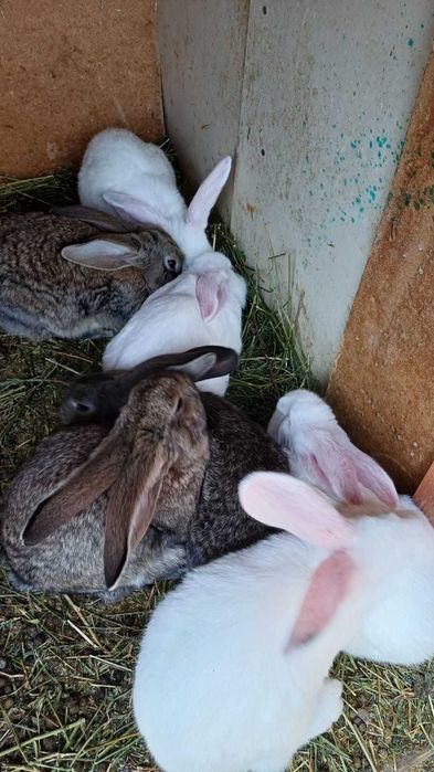 Продам крольчат фландеры