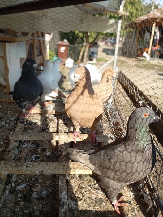 Porumbei americani de vânzare