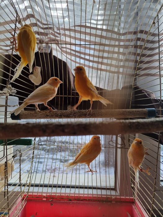 Канарейки поющие,молодые,активные