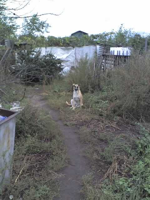 Собака в добрые руки