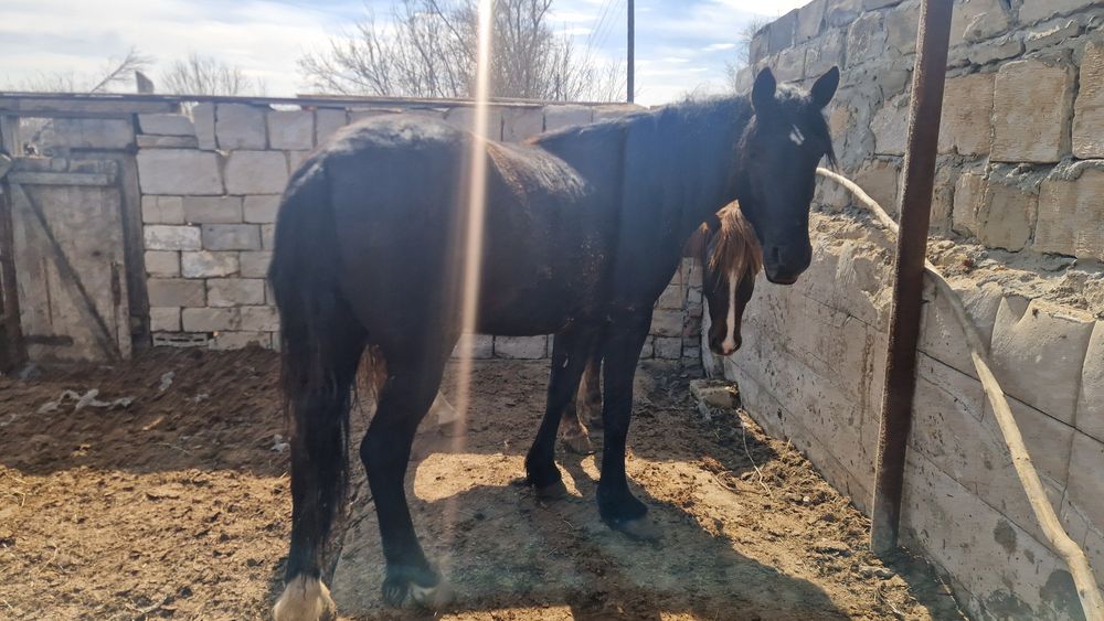 Продам лошадей с откорма 2 гол.