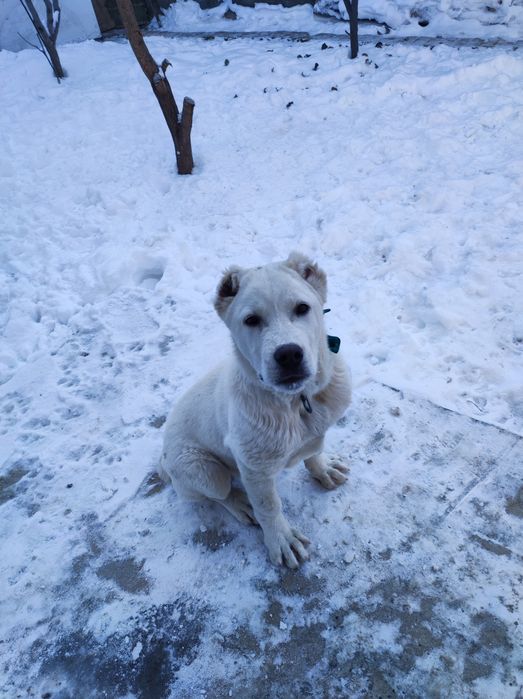 Alabay, "Туркменский алабай".