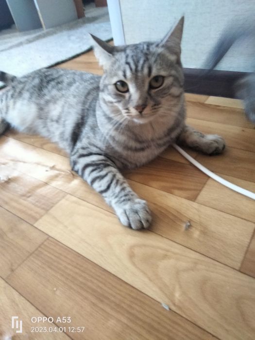 Отдаем кота хороши руки,кот домашний